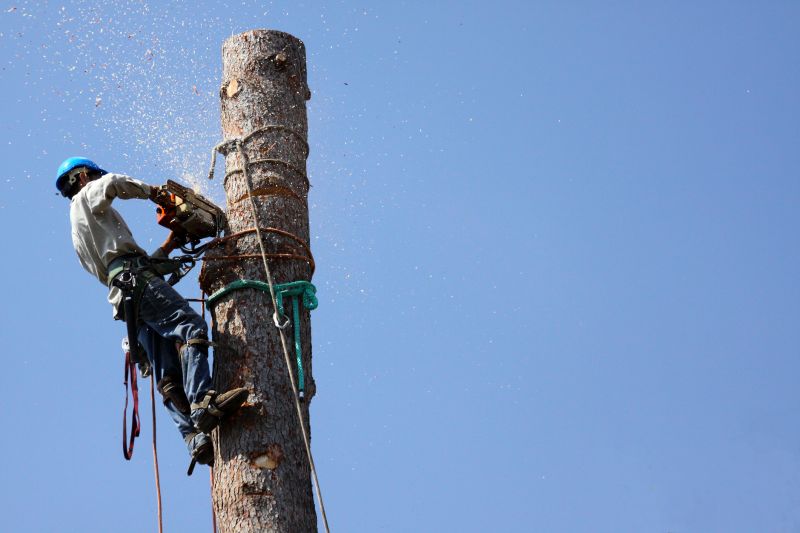 Tree Removal in Winter