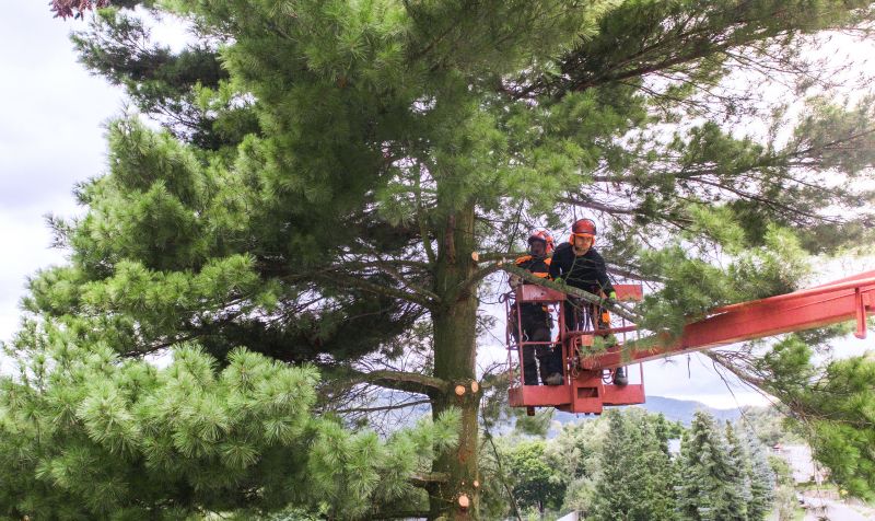 Why Hiring Professionals For Tree Removal Is Essential