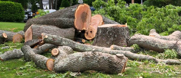 Large Tree Removal in Green Bay