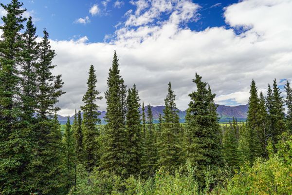 Spruce Tree Removal in Green Bay