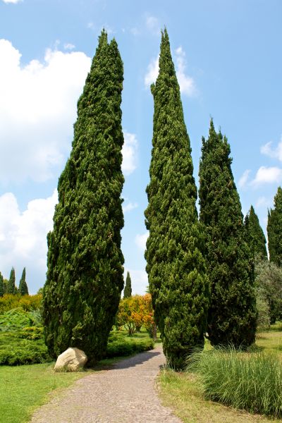 Cypress Tree Removal in Green Bay