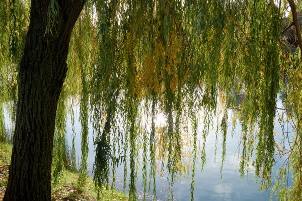 Willow Tree Removal in Green Bay