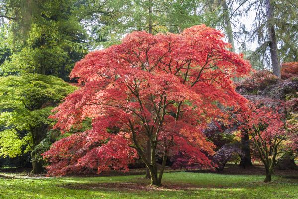 Maple Tree Removal in Green Bay