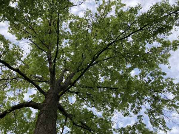 Oak Tree Removal in Green Bay