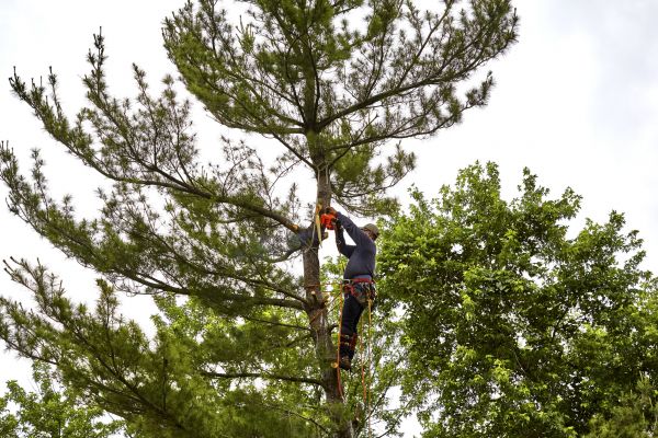 Pine Tree Removal in Green Bay