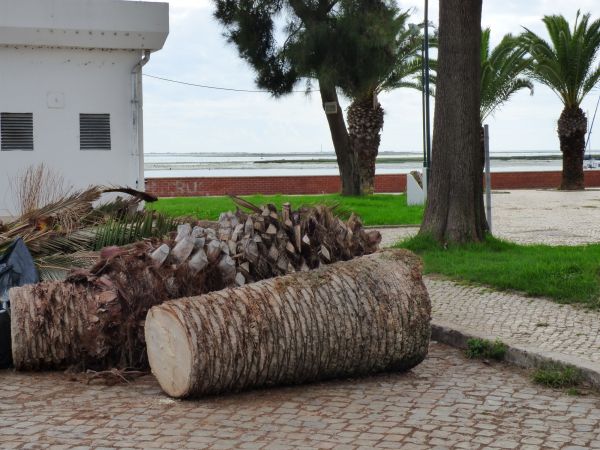 Palm Trees Removal in Green Bay