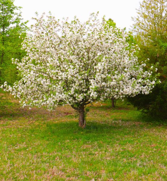 Dogwood Tree Removal in Green Bay