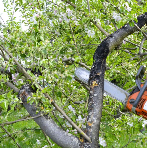Apple Tree Removal in Green Bay