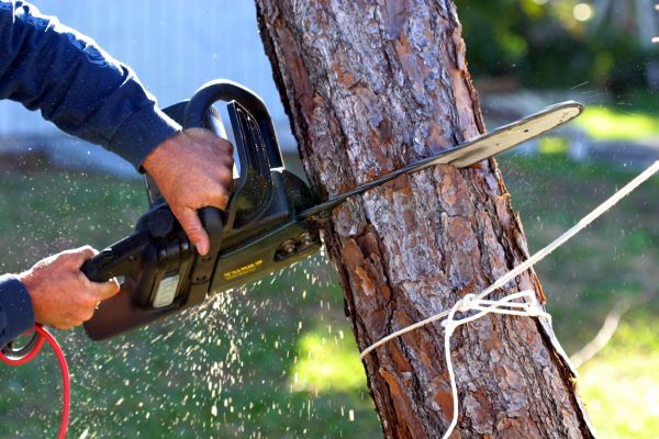 Dead Tree Removal in Green Bay